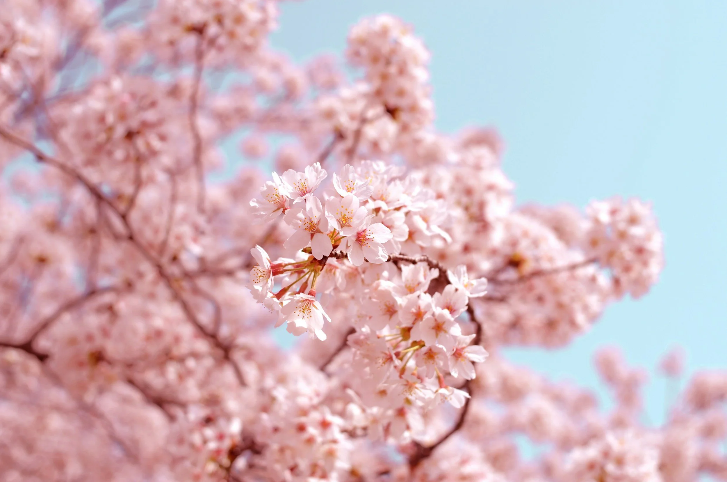 Sakura Season in Japan: The Timeless Beauty of Cherry Blossoms and Hanami Culture